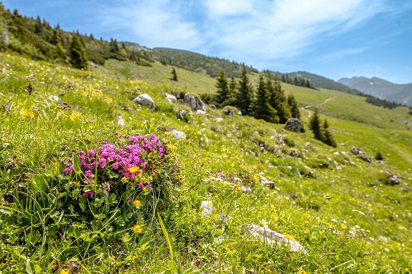  Cvetoca_Belska_planina_pohod_junij_2022_Foto_Vidmar__25_.jpg Author: Foto Vidmar Blossoming Belska planina