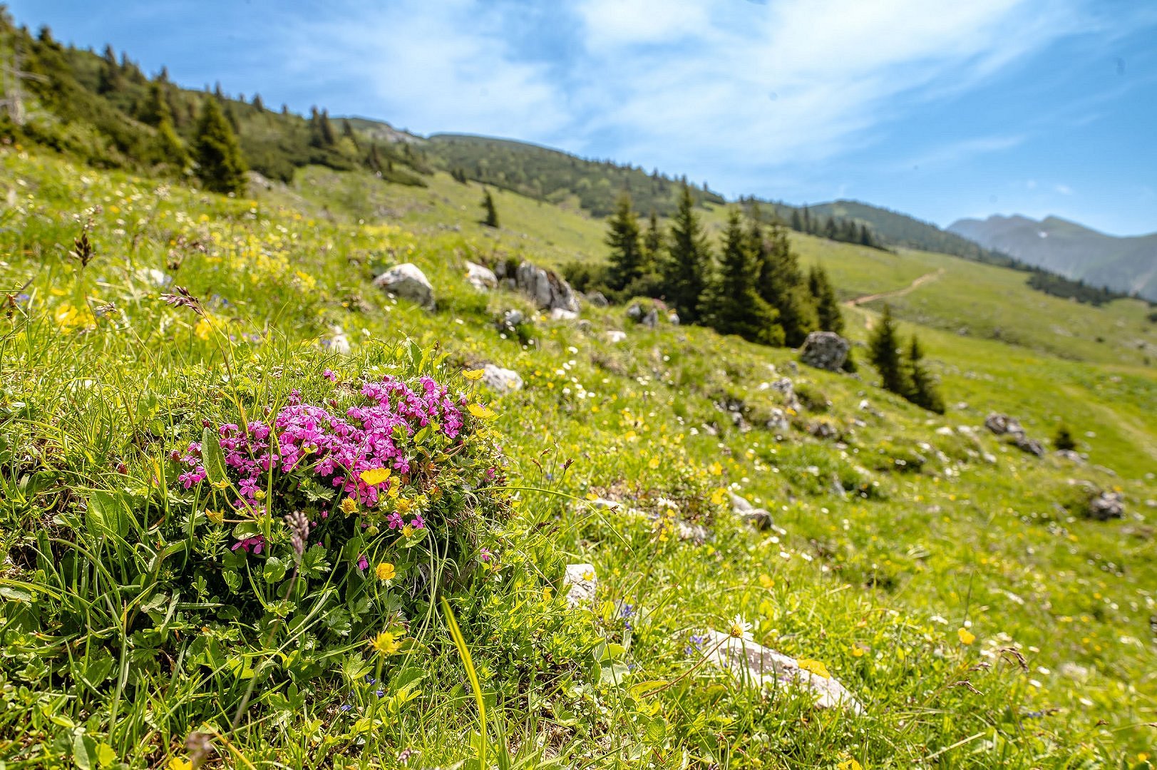 Cvetoca_Belska_planina_pohod_junij_2022_Foto_Vidmar__25_.jpg