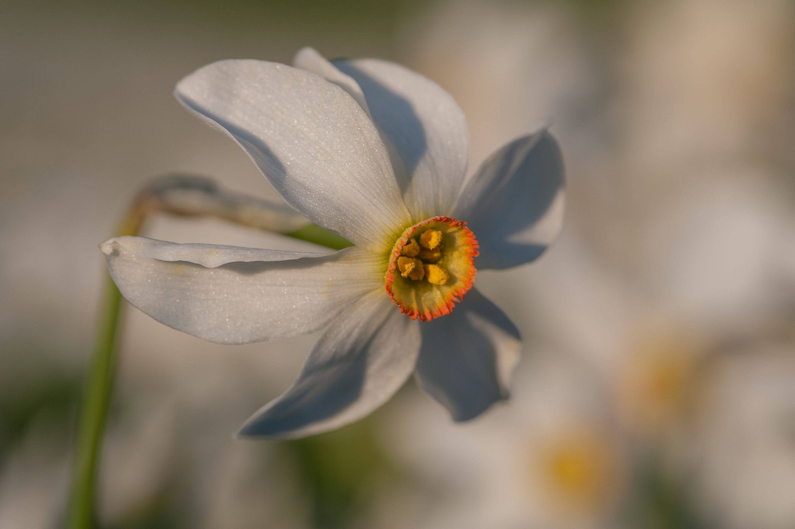 Daffodils